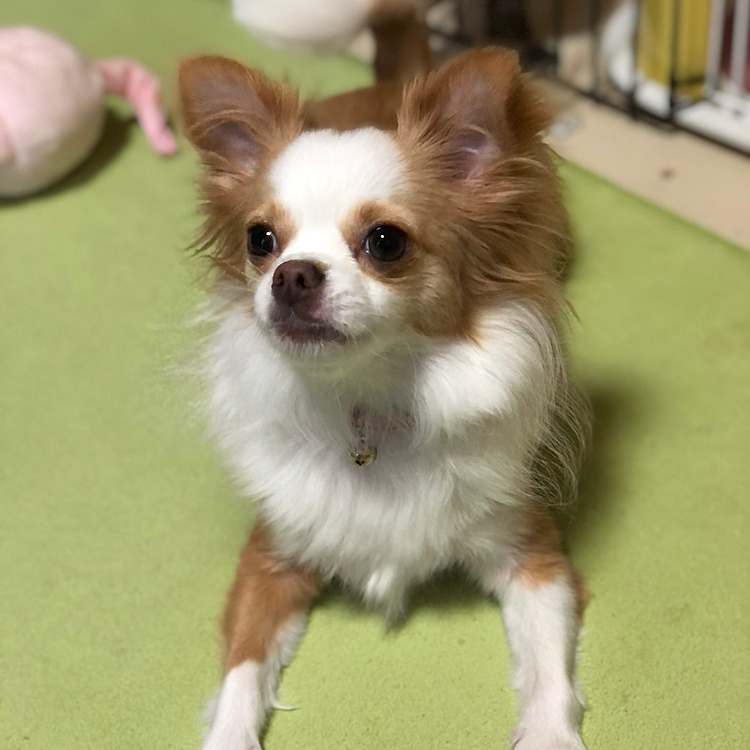 小春、今朝も早起きです🐶🎵
早くも遊ぶモードに切り替わってます👍😂