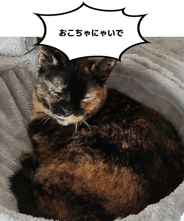 寝てるとこ撮ったら怒られました(-_-;)