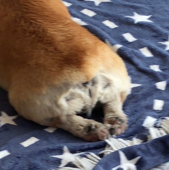こんにちは😊
この前、リンちゃんが前足揃えてて可愛い写真を載せてましたね😊
先程、ふと見たら🤣まあるも足揃えてた🤣
しかも。。後ろ足🤣か、か、可愛い😍
