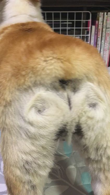 まあるって、吠えるとオッチリーの穴がピコピコ動くのね🤣
最初、うるさいよーって怒ってたんだけど、このオッチリーの動き見てたら面白くなって動画に撮ってみました🤣🤣🤣
か、か、可愛い🤣