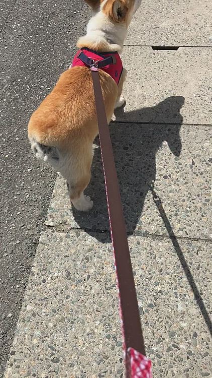 そして、さっき散歩へ😊
今日はチャムくんに吠えられました🤣
でも、お互いに近づいては離れ。。を繰り返してたよ🤣
か、か、可愛い🤣🤣🤣