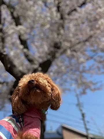 今日は快晴☀️
街の至る所で桜が咲いてます🌸
お釈迦様のお骨が眠るお寺の周りも満開です☺️
この位置からの撮影、珍しく尻尾が水平なのは少し高い所歩いているからです🐾
やっぱり青空に桜が映える💗
でも私のお鼻は花粉症でグスグス😢