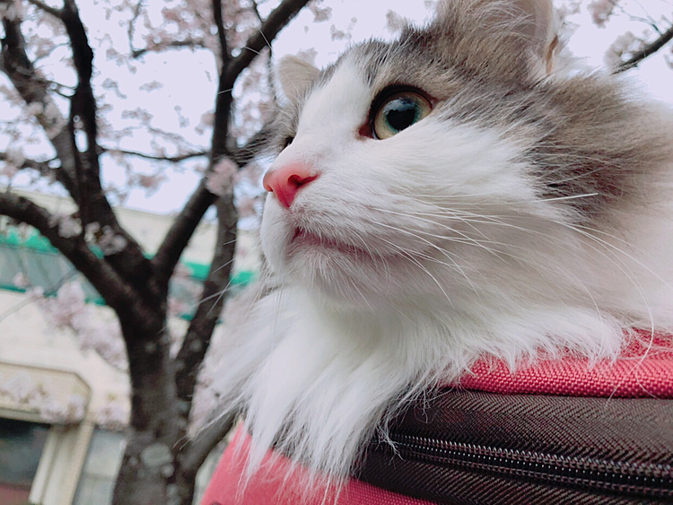 みんなの桜×ペット写真が羨ましくて撮ってきました*.(๓´͈ ˘ `͈๓).*

予防接種行くついでに撮る予定でしたが半分葉っぱになってきてたので急遽撮りに行った為、お天気が曇りで上手く撮れず…