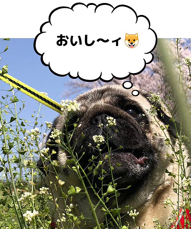 お花見お散歩行ってきました🌸
ししまる🐶『花よりサラダバー🥗』