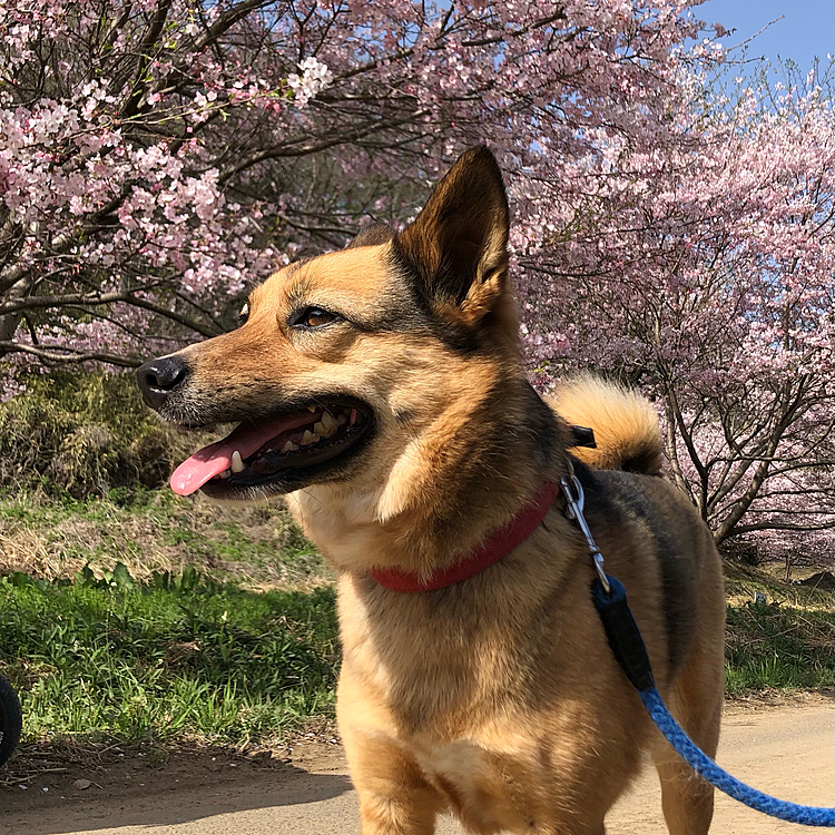 散歩途中であった、コハクちゃんおとなしくしてお利口さんでした😊