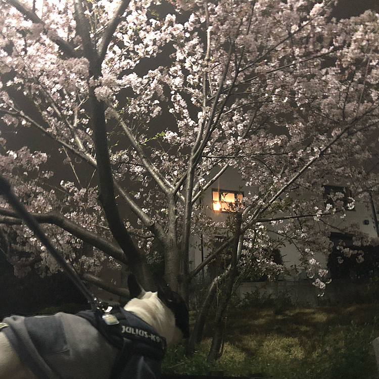 夜のお散歩、家から直ぐのところにあるショートカットコースの公園に一本だけある桜も満開でした😁