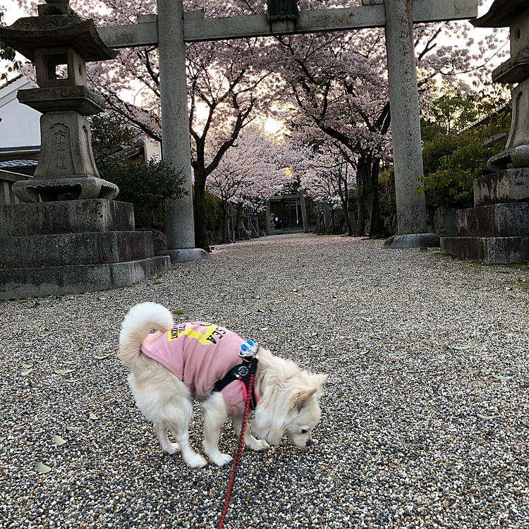 おはようございます☀
小雪は今朝も元気いっぱいお散歩してきました🎵🐶
近所の神社⛩では桜が満開🌸
逆光で薄暗い写真なのが残念😅
小雪よ、下ばっかり見ないで綺麗な桜も見てごらん😊