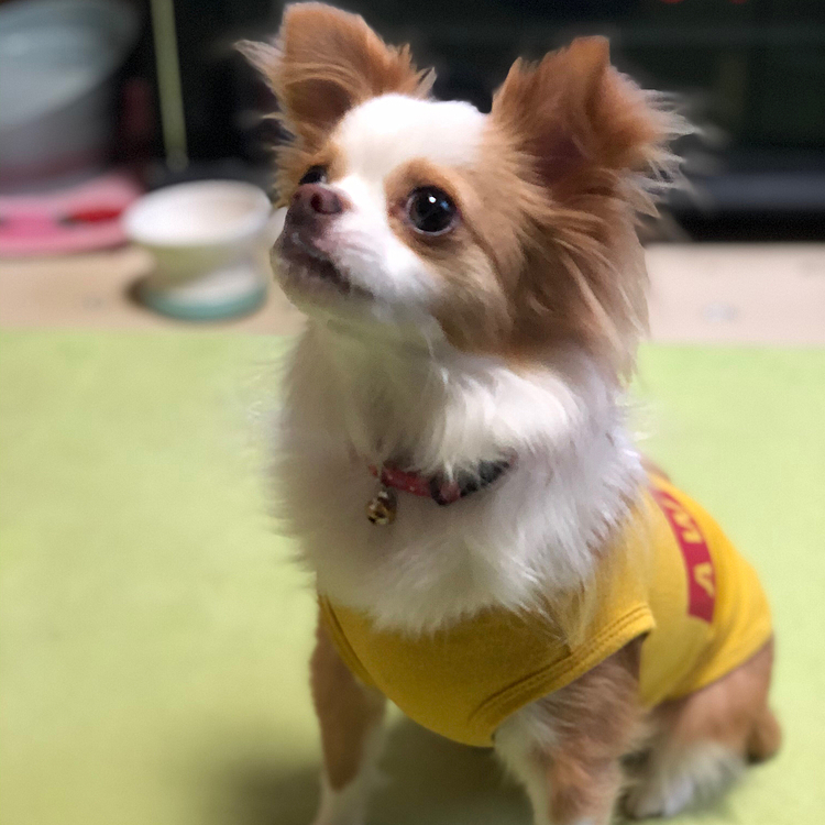 小春は今朝も早起き🎵🐶
トイレ🚽も済ませてスッキリ〜✨
私が持ってたミネラルウォーターのペットボトルを狙ってます🤣
渡したら戦ってました😂
