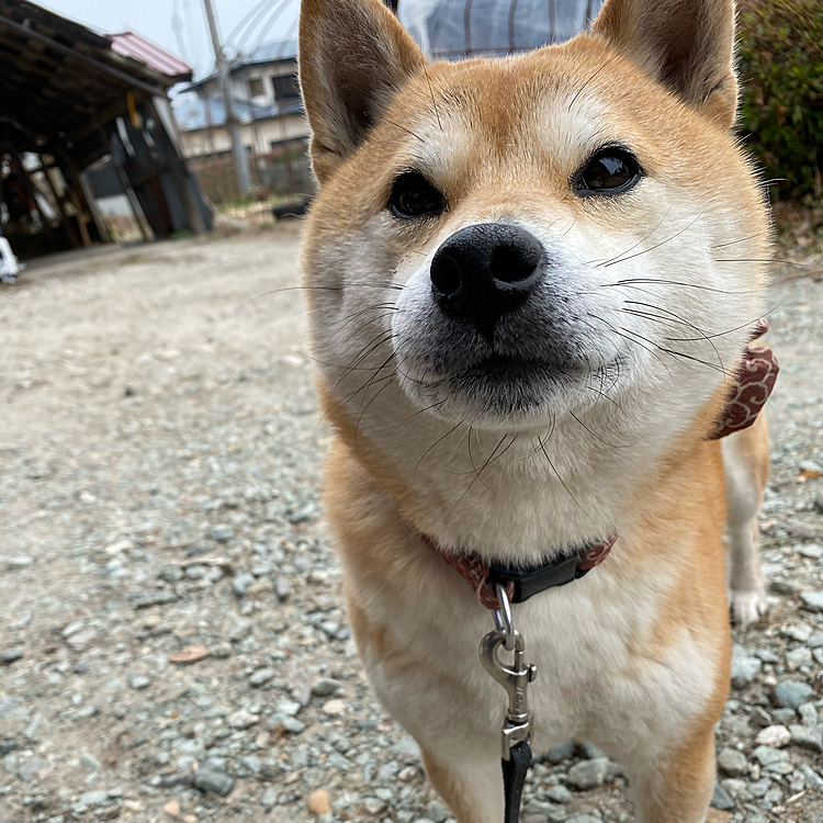 久々の登場！
あっという間に今日から4月スタート✿*

桜は今週末には開花予想🌸
ゆっくりお花見は今年も出来ないけど
お散歩がてら見に行きたいな🥺💜

毎日ポカポカ陽気ですっかり春です💜