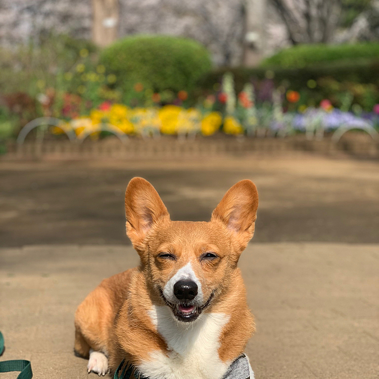 おはようございます😃
今日から新年度開始ですね💓
東京の桜は散り始めて少し寂しいですが、
いつも行く公園ではパンジーとかチューリップが咲き始めて、マーチさんもニコニコです🌷
ピカピカの10歳✨✨😆
公園の桜と花壇のお花のコラボを撮りたかったのですが、マーチにバッチリ合ってしまい、後ろはボケました💦
