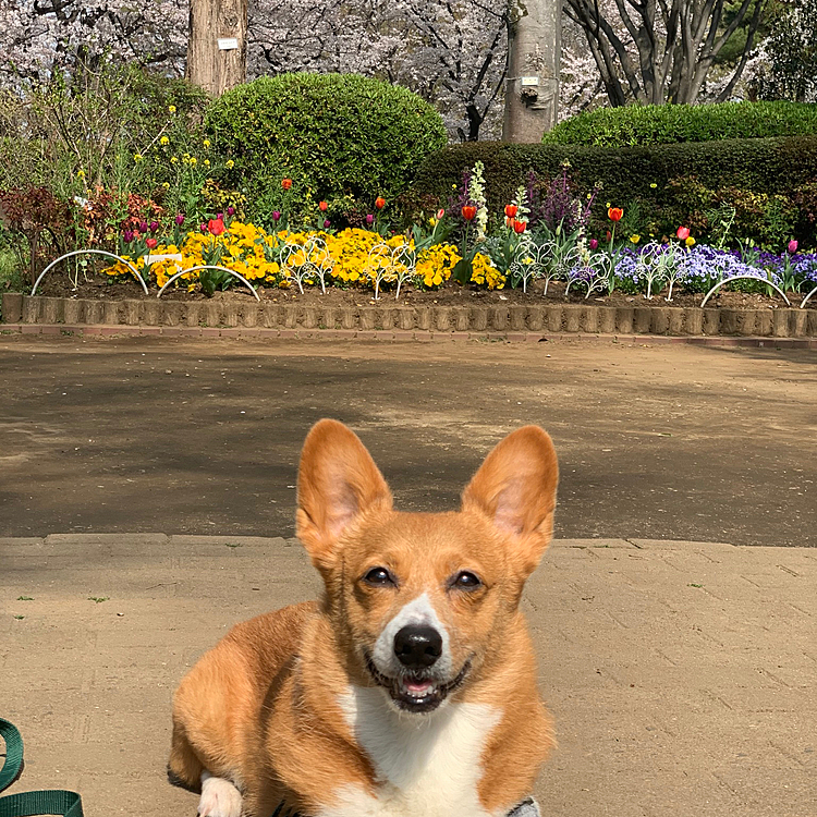 こんな感じでキレイです😆
この写真を撮るためにわたしは公園の入り口にほぼ背中を付いているっていう…🤣
マーチが伏せじゃなくてお座りしてくれたらよかったのですが😅
暖かくなってお散歩楽しいね、マーチさん💕
