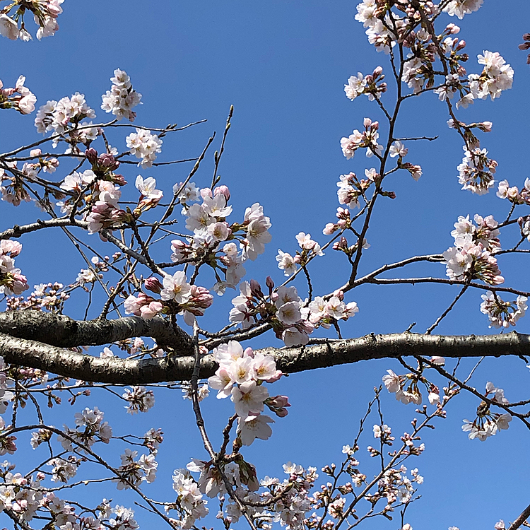 動物病院の近くにあった桜🌸です❣️
六.七分咲きって、感じでした😊
満開宣言が出たので、街中は満開らしいです♪
今年は、開花から満開まで3日と、あっという間に満開🌸だそうです😊🌸
あったかいよねぇ〜🥰