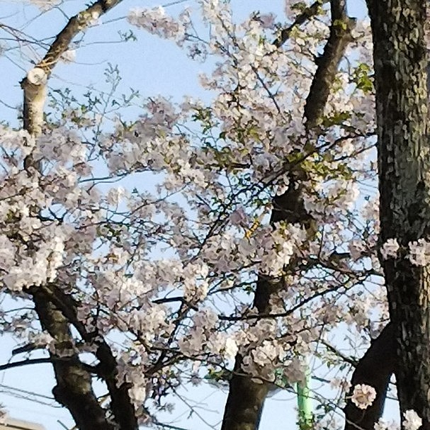 娘が撮った🌸
公園の桜は満開でした。