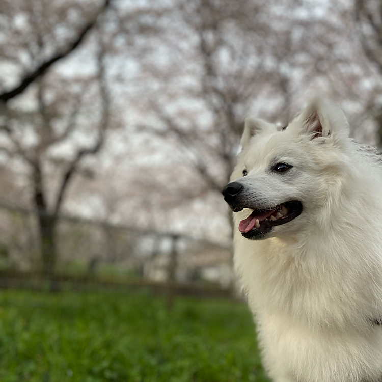 桜が綺麗ですね🌸
イケメンブランくんを皆さんにどうぞ♪
