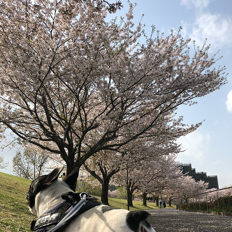 今日から新年度ですね😀
狂犬病の予防接種の案内が届いたので、血液検査の結果を持って掛かりつけの病院に行って来ました。
先週混合ワクチンを打ったばかりなので、1ヶ月開けないと狂犬病の💉は打てないとのことで、血液検査の結果だけ見てもらってきました😅
膵炎の兆候はないので特に問題ないでしょうとのことでした😀
今日はお会計はいいですよ！と言われて病院を出ました😆