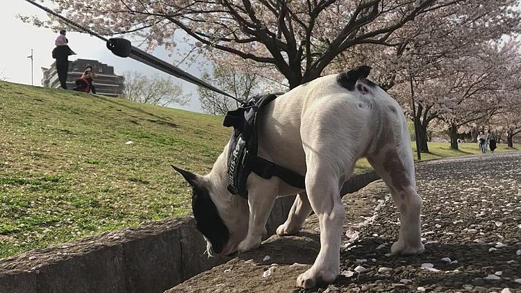 天気も良いので、こないだお花見に行ったのとは別の公園に行って来ました😀