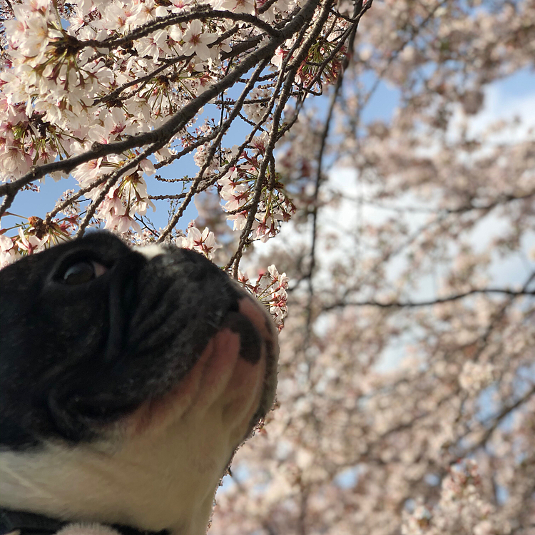 もう散り始めてましたが、まだまだ綺麗で桜の中のお散歩を楽しんできました😁