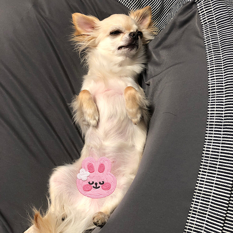 遊び終わったら疲れてクッションで寝てました🐶💤可愛くて撮っちゃいました🥰親バカです🤣🤣