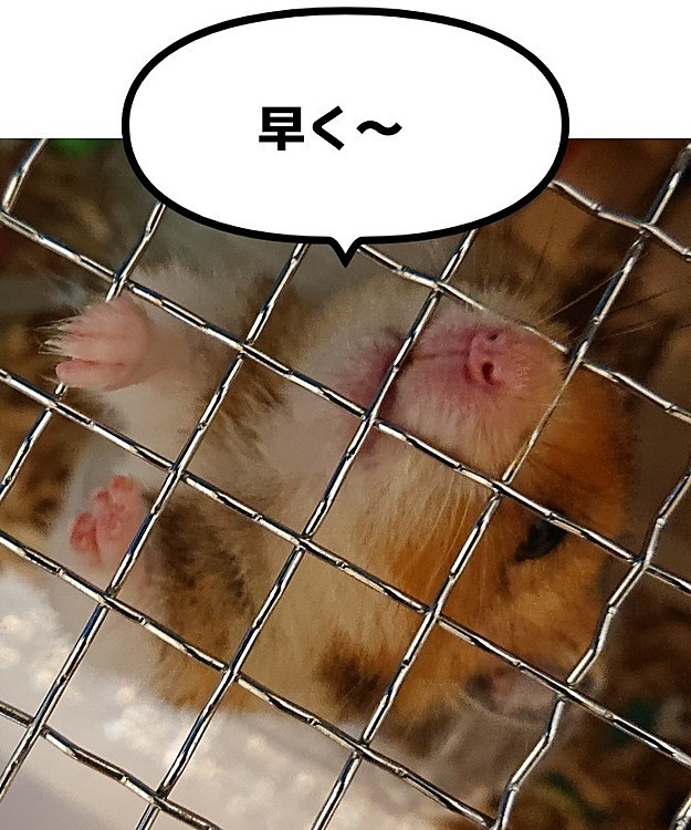 夜10時に起きたお寝坊むーちゃん🐹
よく寝て、元気にゲージをカリカリしてます