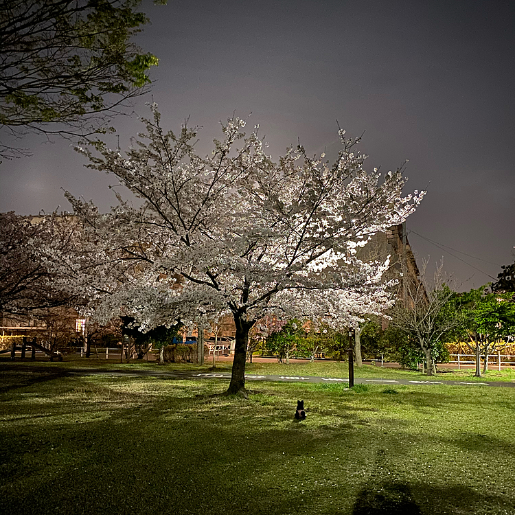 毎日のように行く公園の桜が綺麗でした❣️
うにがいるのわかるかなぁ🤔
