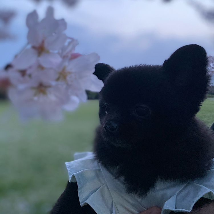 今年の桜はそろそろ終わりです😌
来年は座ってお花見できるかなぁ🙂