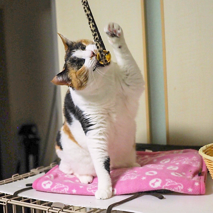 かみかみパンチ