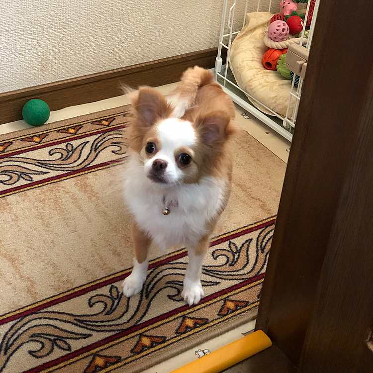 小春、サンプルのフード(フィッシュ)食べたね🎵🐶
アンタ、好き嫌いなく何でも食べてくれるから楽チンやわぁ🤣