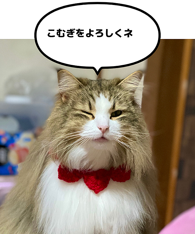 こむぎメインの投稿ですが保護したこむぎを受け入れてくれた先住猫達も時々載せてみたいと思います(⑉︎ꂧ͂◡︎ꂧ͂⑉︎)
よろしくお願いします。。。