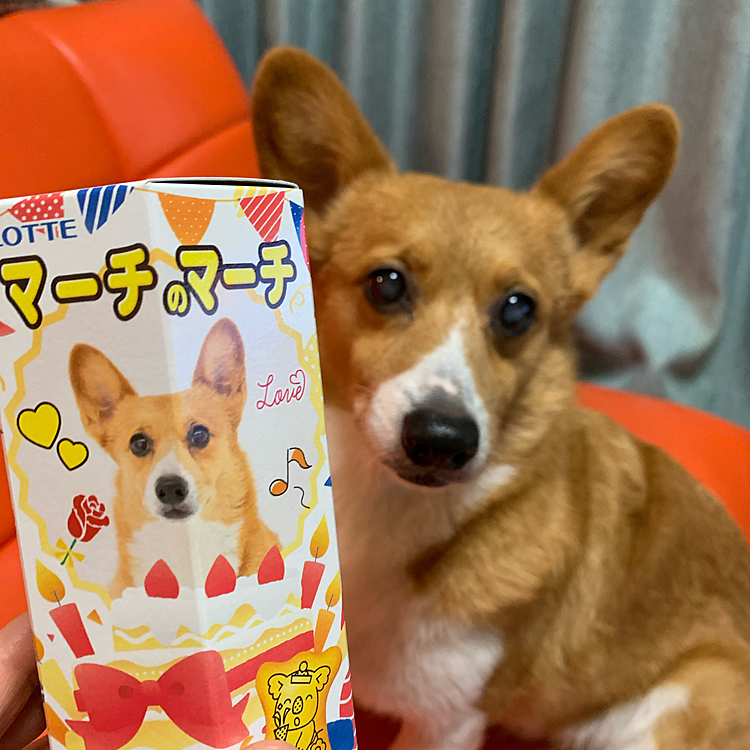 こんにちは😃
普段からマーチと付いているだけでコアラのマーチをひいきにしているわたしですが、ロッテのHPでこんなのを見つけて10歳の記念に作ってみました😆
マーチのマーチです♬♬♬