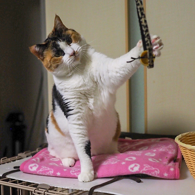 左パンチにゃ