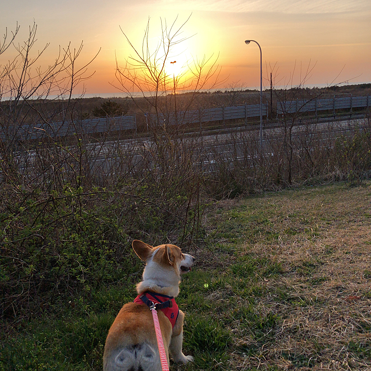 昨日の夕方😊
夕陽が綺麗な時間だったので、夕陽が見えるところまで行ってパチリ📹
こっち向いてよ🌀
明日も楽しい1日なります様に❤️