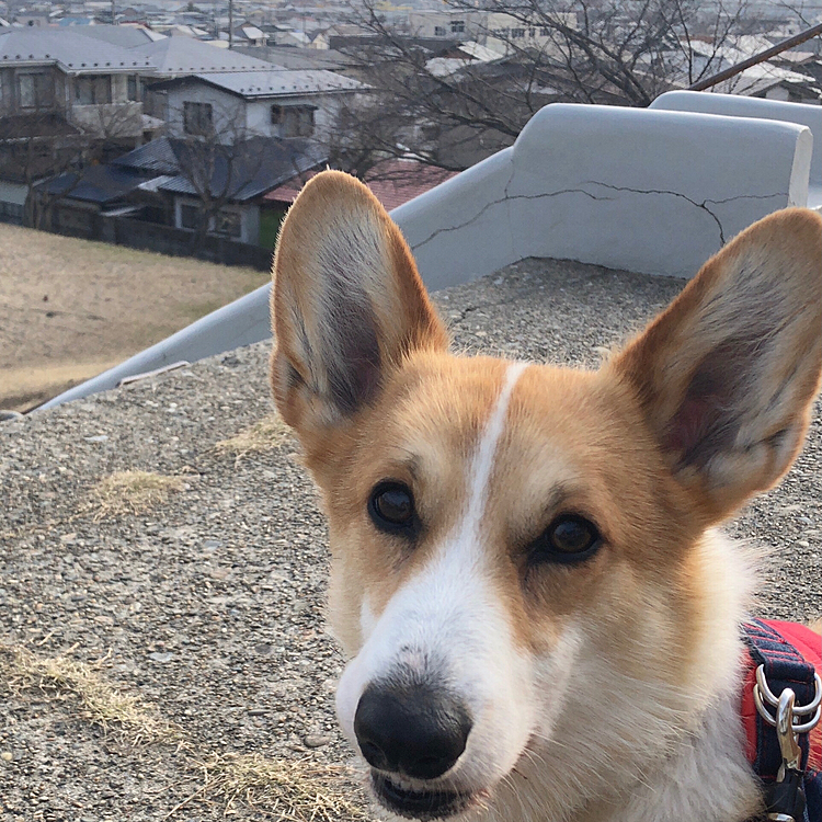 今朝はおかーたん、早起きだったので朝の散歩2時間歩いたよ😊
柴犬のナナちゃんに会いました。
お初だったけど、グイグイ迫られ尻込みしちゃった🤣