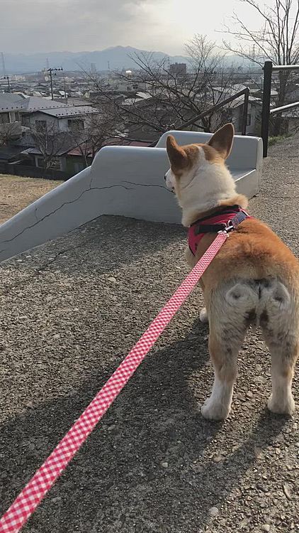 滑り台、興味なし🤣
まあるの所は高台😊
朝早いから誰もいなくて気持ちよかったね😊
