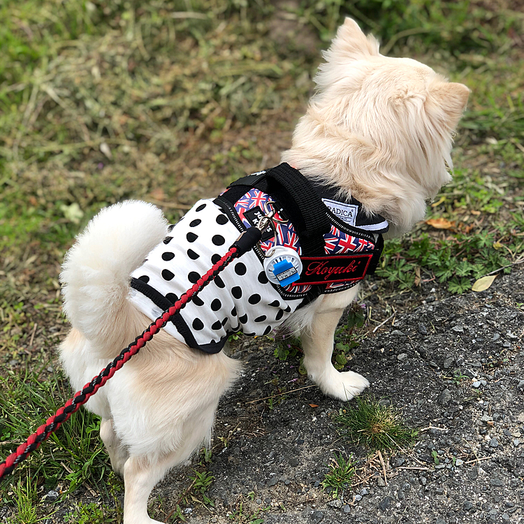 おはようございます🌥
小雪、新しいハーネスで出動です🎵🐶