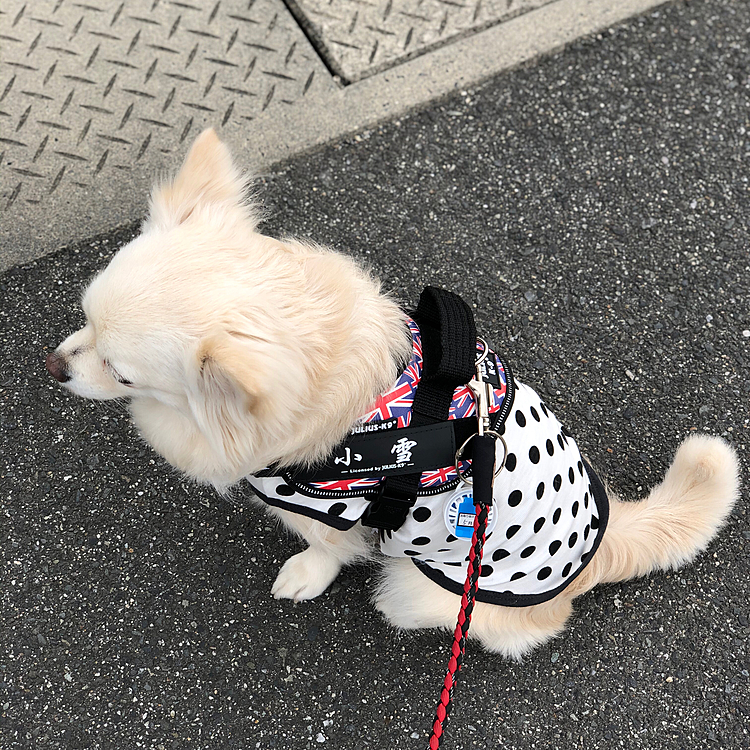 ハーネスの左右にマジックテープで
名前を貼りつけてあります✨
左側は漢字
右側はアルファベット