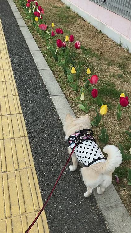 お散歩ついでにチューリップ🌷を見に行ったよ🐾👣
今朝はお友達のチョコくんとポンちゃんにも会えたね💕
