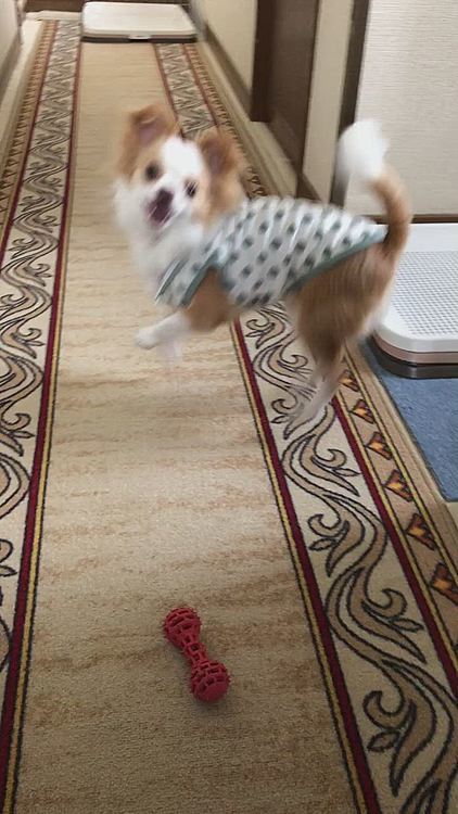 小春は朝からハッスルハッスル〜🎵🐶
千本ノックが激しい〜🤣