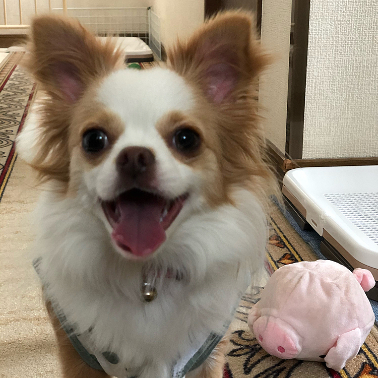 そして、ご満悦✨🐶🤣