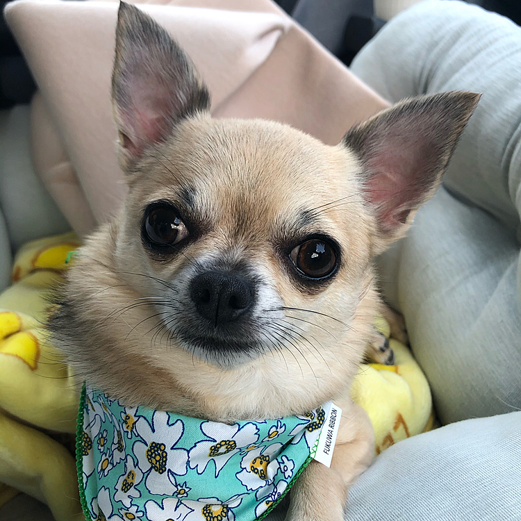 今日は、トリミングdayでした🐶🧴
可愛い💕バンダナ着けてもらったよ🌸