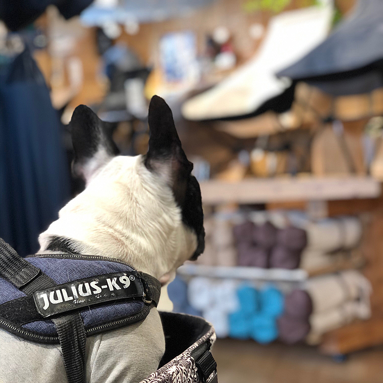 カートに乗せるか抱っこすればほぼ🐶OKのお店ばかりです😁