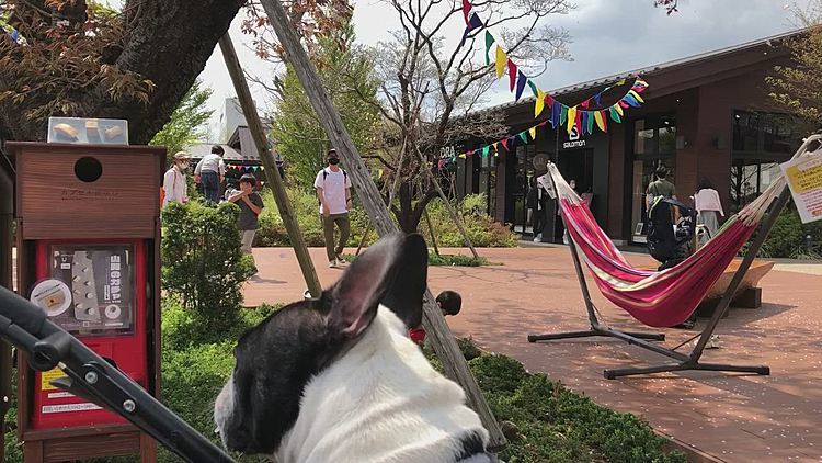 殆ど散ってしまいましたが、まだ桜が舞ってます🌸