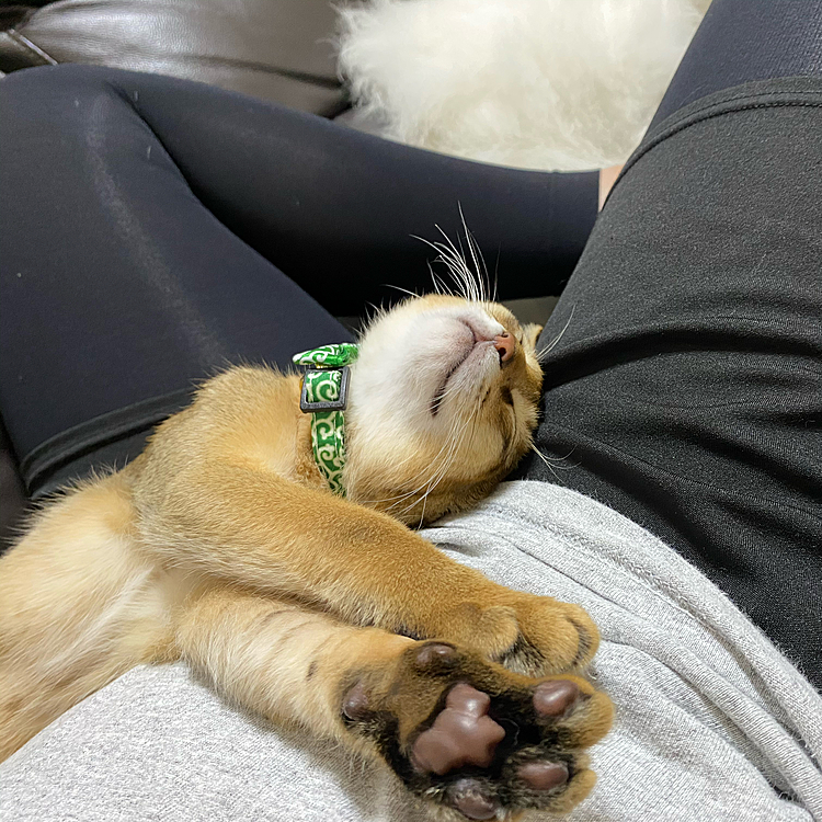 にゃんて可愛さなんだろう❤️