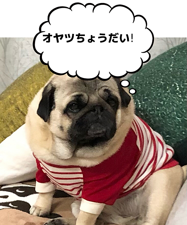 オヤツもらえずに荒ぶれ掘っています😡