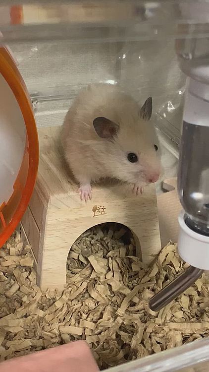 まだまだ少し警戒感があるモモちゃん🐹
もう少し時間がかかりそうです😰