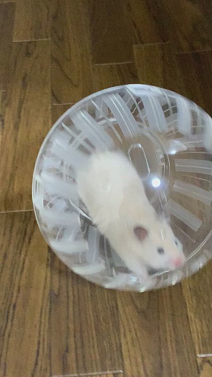 ごまちゃん🐹もボール新調でパトロール‼️
おばあちゃんですが頑張ってます👵🏻