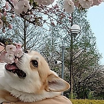 抱っこしてもらい、垂れ下がった桜とご対面☺️