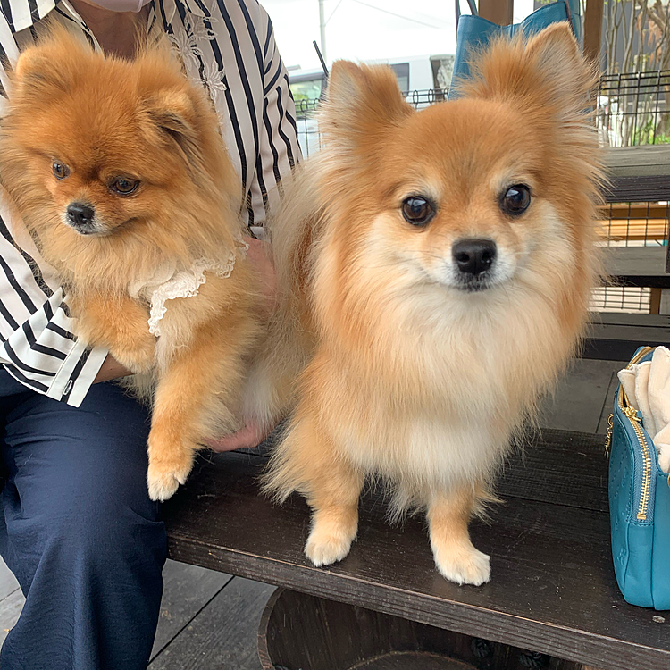 ルルちゃんのいる犬山市です✨
約1年ぶりの再会😆
相変わらず可愛い❤️
そして…