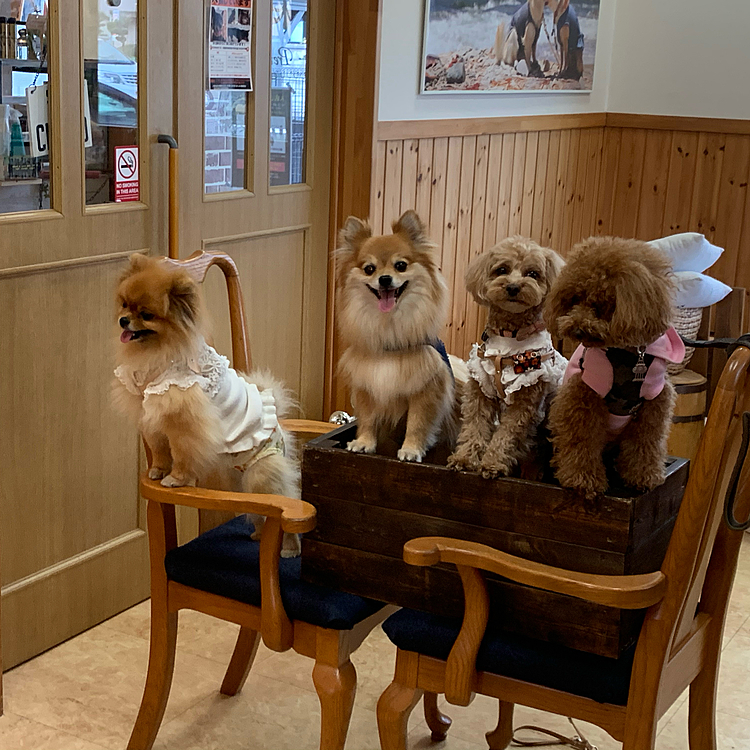 みんな勢揃い🥰
犬山城の城下町を散策して、ルルママさんが常連のカフェに行き、ランチしました😊
カツ丼、美味しかったな〜🤤
写真撮るの忘れてしまいましたが😅