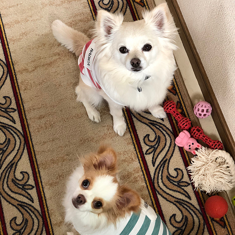 おはようございます☁️
小雪は今朝も元気いっぱいお散歩してきました🎵🐶
小春は朝から千本ノックでドタバタ🎵🐶