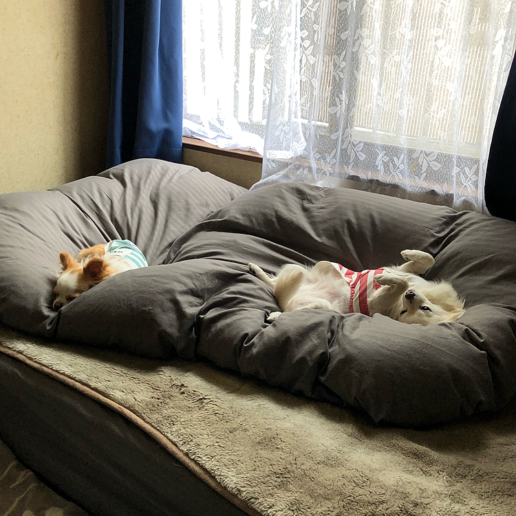 小雪＆小春
朝からワチャワチャしたから疲れて
寝てしまいました🐶🐶😊
相変わらずソーシャルディスタンスやけど
小雪はヘソ天やし、少し距離が縮まってきたのかな❓☺️